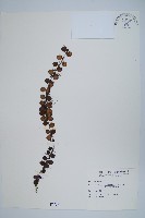 藏品(抱樹蕨、伏石蕨)的圖片