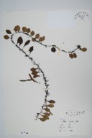 藏品(抱樹蕨、伏石蕨)的圖片