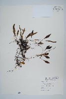 藏品(抱樹蕨、伏石蕨)的圖片