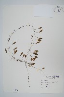 藏品(抱樹蕨、伏石蕨)的圖片