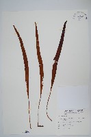 藏品(鱗瓦葦、長柄瓦葦)的圖片