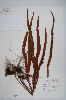 藏品(麟瓦葦、川上氏瓦葦)的圖片