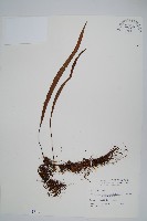 藏品(擬烏蘇里瓦葦)的圖片