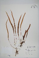 藏品(擬烏蘇里瓦葦)的圖片