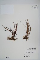 藏品(擬芨瓦葦)的圖片