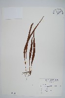 藏品(瓦葦)的圖片