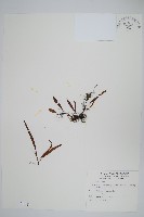 藏品(瓦葦)的圖片