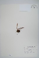 藏品(瓦葦)的圖片