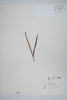 藏品(瓦葦)的圖片