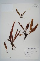 藏品(擬瓦葦)的圖片