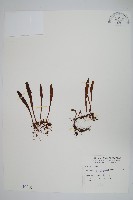 藏品(小葉劍蕨)的圖片