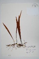 藏品(長柄劍蕨)的圖片