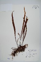 藏品(長柄劍蕨)的圖片