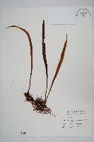 藏品(長柄劍蕨)的圖片