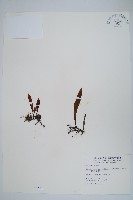 藏品(柳葉劍蕨)的圖片