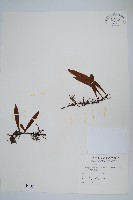 藏品(柳葉劍蕨)的圖片