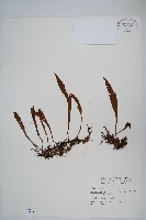 藏品(柳葉劍蕨)的圖片