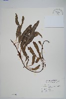 藏品(波氏星蕨)的圖片