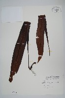 藏品(大星蕨)的圖片