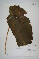 藏品(膜葉星蕨)的圖片