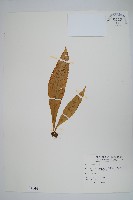 藏品(膜葉星蕨)的圖片