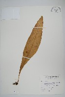 藏品(膜葉星蕨)的圖片