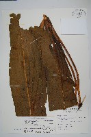 藏品(龍骨星蕨)的圖片