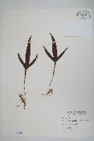 藏品(三叉葉星蕨)的圖片