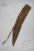 藏品(星蕨)的圖片