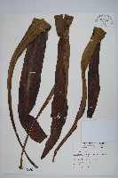 藏品(星蕨)的圖片