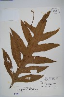 藏品(海岸擬茀蕨、海岸星蕨)的圖片