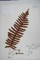 藏品(日本水龍骨)的圖片