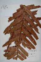 藏品(崖薑蕨)的圖片