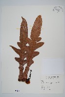 藏品(崖薑蕨)的圖片