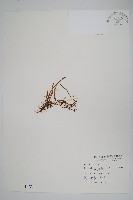 藏品(絨毛石葦)的圖片