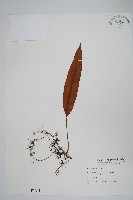 藏品(石葦)的圖片