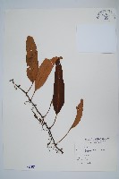 藏品(石葦)的圖片