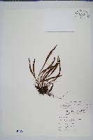 藏品(玉山石葦)的圖片