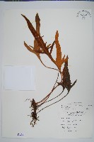 藏品(玉山石葦)的圖片