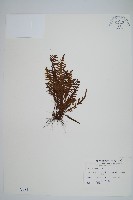 藏品(蒿蕨)的圖片