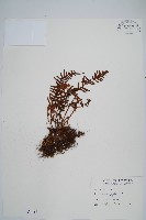 藏品(蒿蕨)的圖片