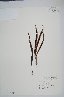 藏品(大武禾葉蕨)的圖片