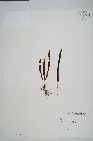 藏品(大武禾葉蕨)的圖片