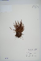 藏品(梳葉蕨)的圖片