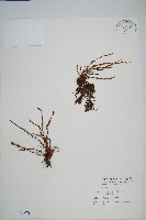藏品(梳葉蕨)的圖片
