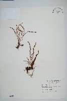 藏品(梳葉蕨)的圖片