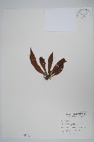 藏品(臺灣車前蕨)的圖片