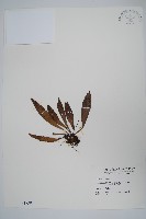 藏品(臺灣車前蕨)的圖片