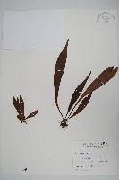 藏品(臺灣車前蕨)的圖片