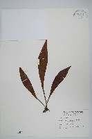 藏品(臺灣車前蕨)的圖片